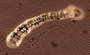 biomorph logo
